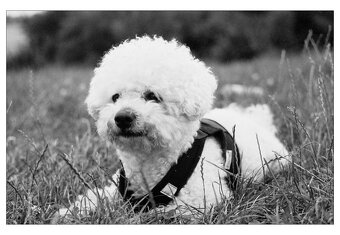 Leicaflex SL2 "50 Jahre" - 11