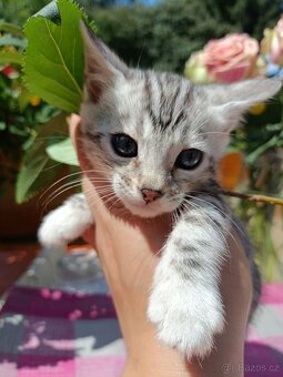 Předběžná Rezervace luxusní sněžná Bengálská koťáta s PP - 11