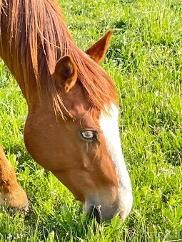 Klisna QH 2,5 roku - 11