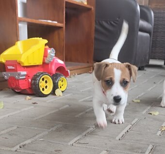 Jack Russell teriér - 11