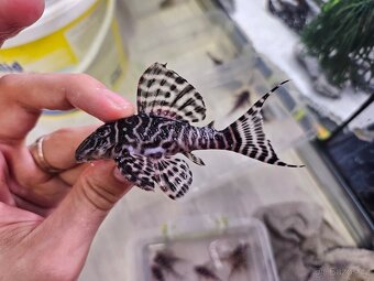 Pleco, Hypancistrus, Ancistrus long fin, sumce - 11