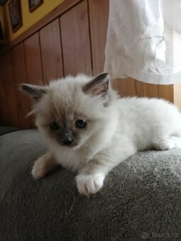 Ragdoll koťátka bez PP - 11