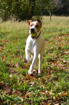 Pejsek a fenka_pointer_štěňátka_CHS z Mešinské hájovny - 11