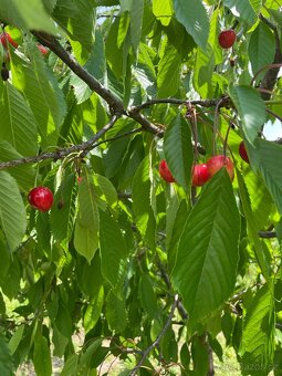 Stavební pozemek 1660 m² Petkovy, Mladá Boleslav - 11