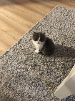 Britský dlouhosrstý kocourek po rodičích s Pp + výbava - 11