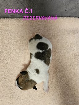 JACK RUSSELL -  K REZERVACI - 11