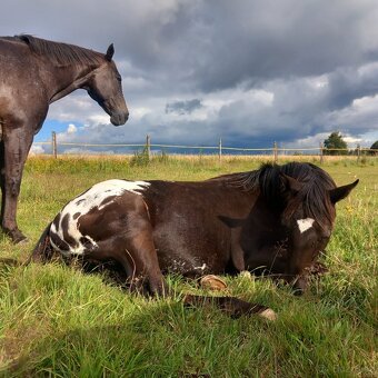 Appaloosa klisna - 11