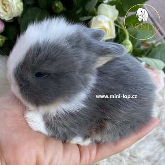 Minilop zakrslý králík doprava po celé ČR - 11