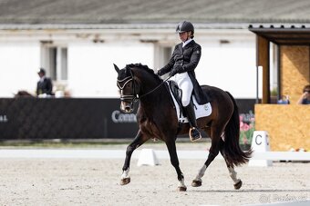 Připouštění plemenným hřebcem Welsh cob D - 11
