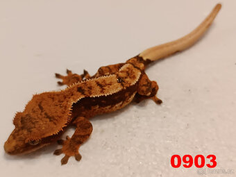 Pagekon řásnatý  Samci a Samice - 11