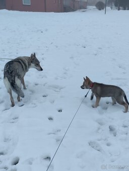 Československý vlčák - štěně s PP - 11