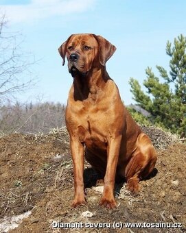 Tosa inu - krásný, mazlivý pejsek ihned k odběru - 11