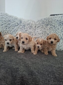 Maltipoo - 11