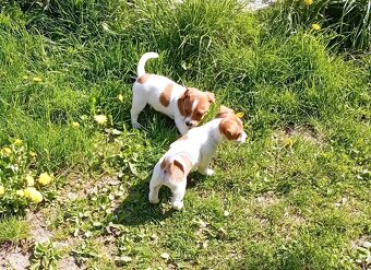 Jack russell terier krásný hnědobílý pejsek - 11