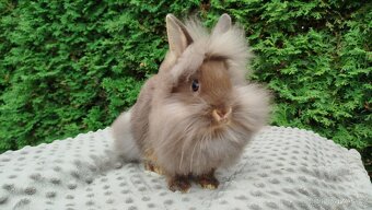 Zakrslýnkrálíček, králík -(lvíček)-NATANIEL - 11