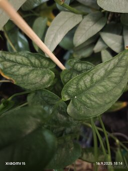 Řízky rostlin - 11