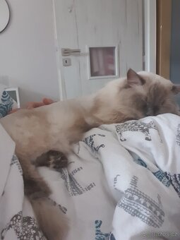 Ragdoll krytí - 11