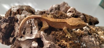 Pagekon řasnatý mláďata Correlophus ciliatus - 11