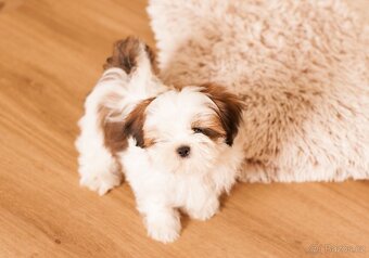 nejmilejší Shih-Tzu štěňátka - 11