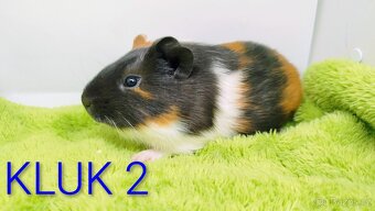 Morče, morčátka, morčátko - SAMEČCI - 11