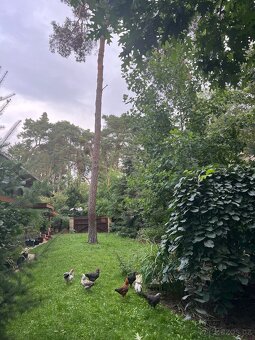 Prodej bio vajec - 11