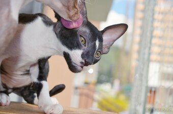 Maciatka cornish rex s PP - 11