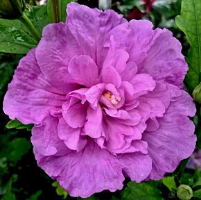 Ibišek Syrský keřový 12 barev - druhů - 11