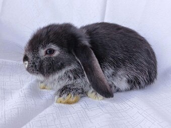 Zakrslí beránci a bílopesíkatí králíčci s rodokmenem - 11