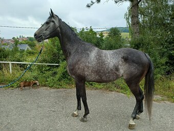 A1/1 7letý valach - 11