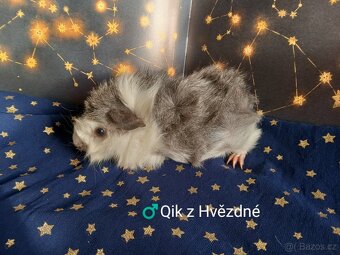 Morčátka CHS Z Hvězdné Liberec - 11