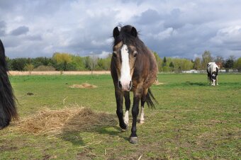 Welsh Moutain Pony kobylka s atraktivním zbarvením - 11
