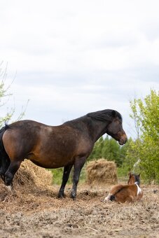 Huculská klisna, hucul, Tobiano, pony, malý kůň - 11
