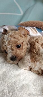 bischpoo ,,, toy pudl - 11