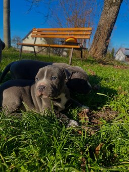 🐾 Americký staford – modrá štěňátka Bibi a Oli - 11