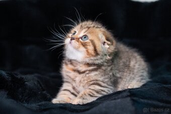 Scottish Fold a Scottish Straight - 11