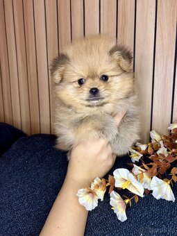 Štěňátka pomeranian bez PP - 11