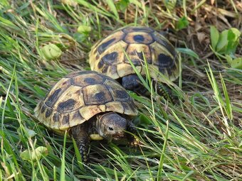 Malé suchozemské želvy - 11