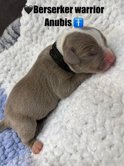 American bully XL/XXL s PP - 11