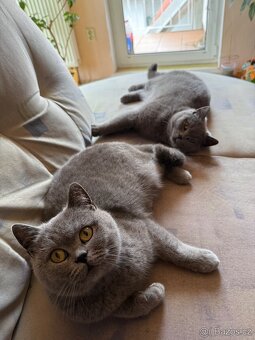 Modrá britská koťátka - 11