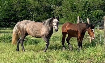 Welsh part bred roček - 11
