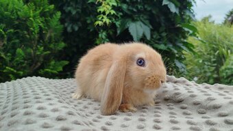 Zakrslý beránek, králíček, králík - RIKI - 11