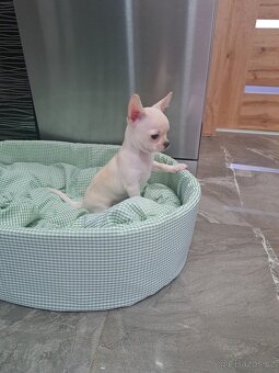 Čivava Mini pejsci - 11