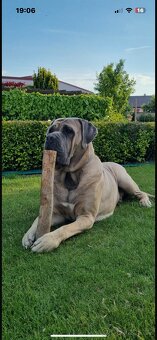 Cane Corso s PP - 11