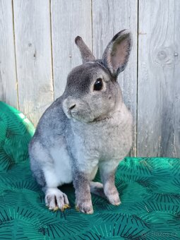 Zakrslý REX činčilový oceněná mláďata - 11