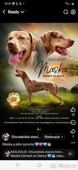 Louisianský leopardí pes s PP - 11