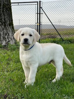 🐾 Labradorský retrívr s PP – štěňátka k odběru ihned 🐾 - 11