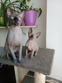 Kanadský sphynx - 11
