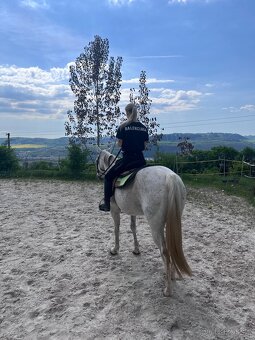 Prodám hodného valacha QH - 11