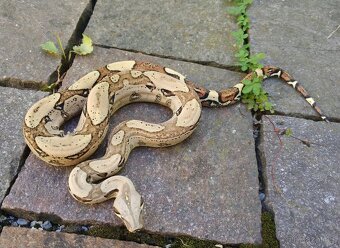 Boa imperator - Aztec Anery het VPI, VPI Jungle Aztec - 11