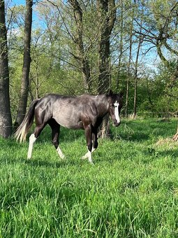DOUBLE Homozygot Paint Horse APH - 11